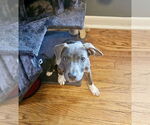 Small #33 American Pit Bull Terrier-Chihuahua Mix