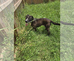 American Staffordshire Terrier-Unknown Mix Dogs for adoption in Jackson, MS, USA