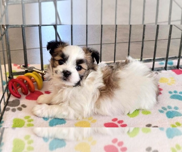 Medium Photo #2 Papitese Puppy For Sale in ORO VALLEY, AZ, USA