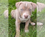 Small #3 American Bully