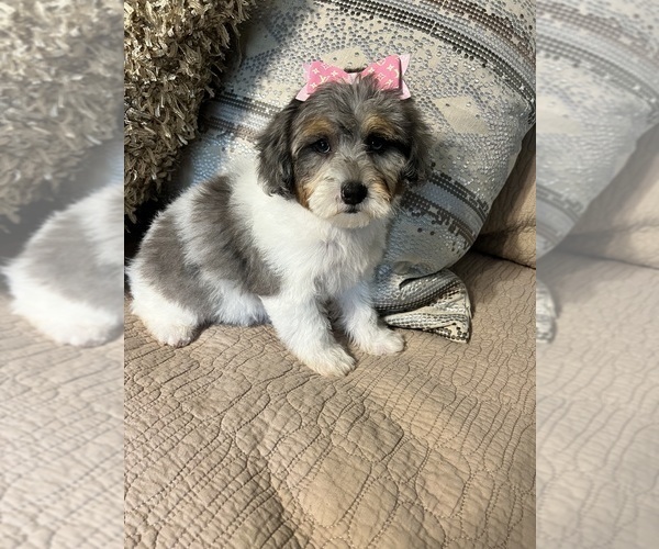 Medium Photo #2 Poovanese Puppy For Sale in RICHMOND, IL, USA