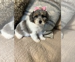 Small Photo #2 Poovanese Puppy For Sale in RICHMOND, IL, USA