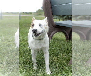 Aria - Female Mutt Dog for Adoption - Photo #5