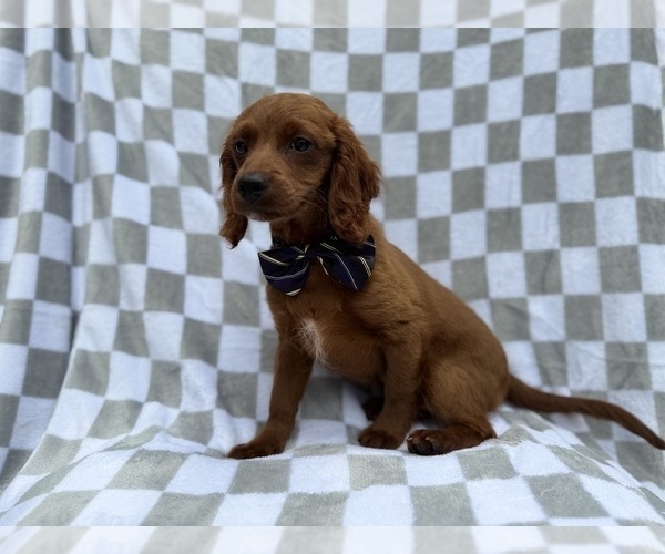 Medium Photo #8 Cavapoo (Miniature) Puppy For Sale in LAKELAND, FL, USA
