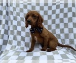 Small #7 Cavapoo (Miniature)