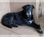 Small #3 Great Pyrenees Mix