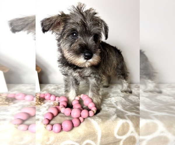 Medium Photo #5 Schnauzer (Miniature) Puppy For Sale in INDIANAPOLIS, IN, USA