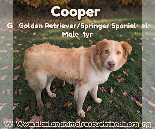 Medium Photo #1 Golden Retriever-Unknown Mix Puppy For Sale in Anchorage, AK, USA