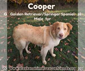 Golden Retriever-Unknown Mix Dogs for adoption in Anchorage, AK, USA