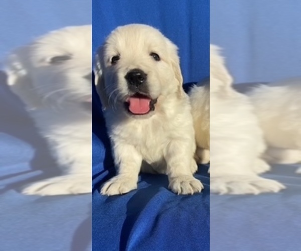 Medium Photo #1 Golden Retriever Puppy For Sale in SANTA ANA, CA, USA