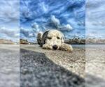 Small Photo #4 Sheepadoodle Puppy For Sale in MIRAMAR, FL, USA