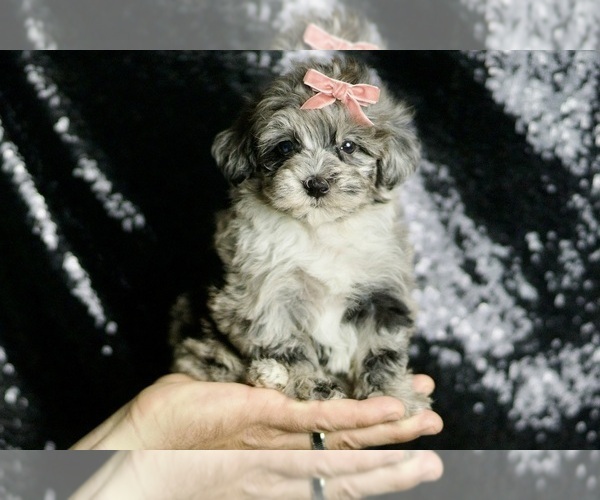 Medium Photo #98 Maltipoo Puppy For Sale in WARSAW, IN, USA