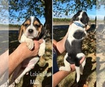 Puppy Lolas Blue Beagle