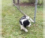 Small #10 English Springer Spaniel