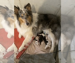 Mother of the Collie puppies born on 12/10/2022