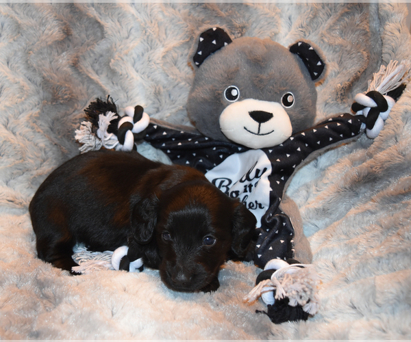 Medium Photo #2 Dachshund Puppy For Sale in BENTON, AR, USA