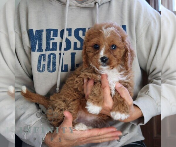 Medium Photo #5 Cavapoo Puppy For Sale in NARVON, PA, USA