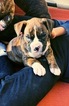 Small Photo #3 Boxer Puppy For Sale in NORCO, CA, USA