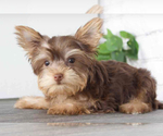 Small Photo #2 Yorkshire Terrier Puppy For Sale in RED LION, PA, USA