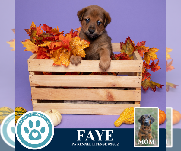 Medium Photo #2 Golden Retriever-Unknown Mix Puppy For Sale in Kimberton, PA, USA