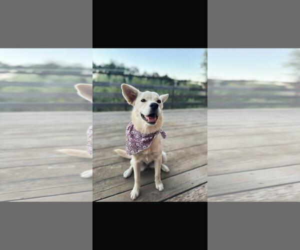 Medium Photo #3 Retriever -Unknown Mix Puppy For Sale in San Diego, CA, USA