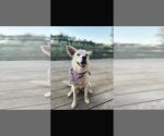 Small #2 Retriever  Mix