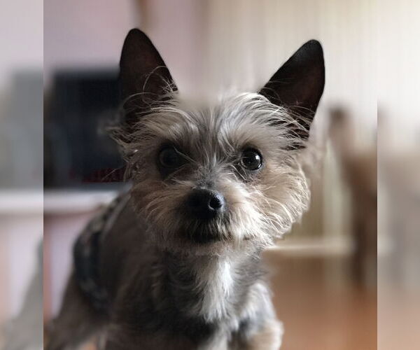 Medium Photo #6 Mutt Puppy For Sale in St. Louis Park, MN, USA