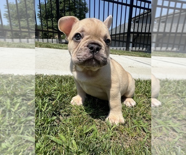 Medium Photo #6 French Bulldog Puppy For Sale in SAYREVILLE, NJ, USA