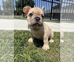 Small #5 French Bulldog