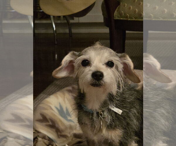 Medium Photo #2 Mutt Puppy For Sale in Sandy, UT, USA