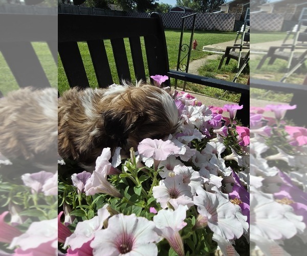 Medium Photo #2 Shih Tzu Puppy For Sale in BUFFALO, NY, USA