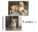 Small Photo #3 Goldendoodle Puppy For Sale in HARRISVILLE, UT, USA