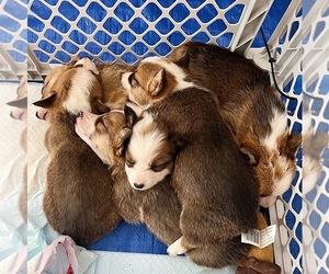 Pembroke Welsh Corgi Puppy for sale in TUCSON, AZ, USA