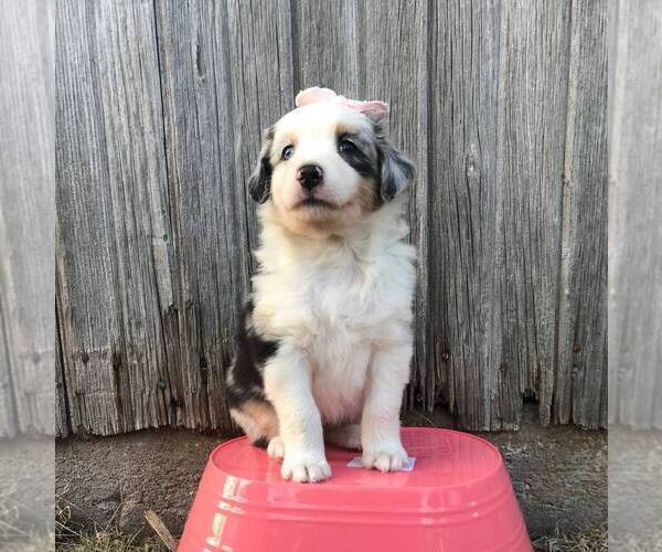 Medium Photo #1 Australian Shepherd Puppy For Sale in HAVEN, KS, USA