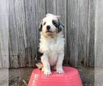Small Photo #1 Australian Shepherd Puppy For Sale in HAVEN, KS, USA