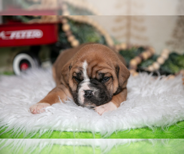 Medium Photo #9 Beabull Puppy For Sale in FRESNO, OH, USA