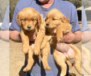 Golden Retriever Puppy for Sale in LIVERMORE, California USA