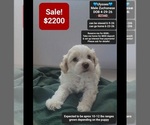 Small Havanese-Zuchon Mix