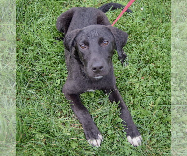 Medium Photo #4 Border Collie-Unknown Mix Puppy For Sale in Huntley, IL, USA