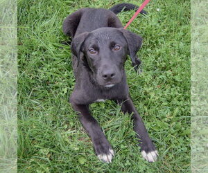 Maxi - Male Border Collie-Unknown Mix Dog for Adoption - Photo #4