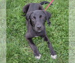 Small #3 Border Collie Mix