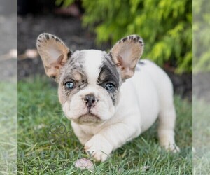 French Bulldog Puppy for sale in RONKS, PA, USA