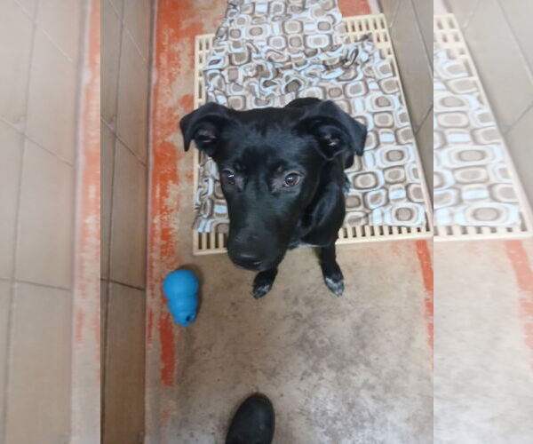 Medium Photo #1 Labrador Retriever-Unknown Mix Puppy For Sale in Princeton, MN, USA