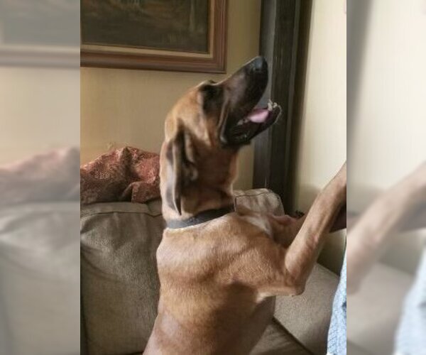 Medium Photo #2 Bloodhound-Unknown Mix Puppy For Sale in Slidell, LA, USA