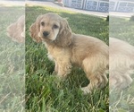 Small #2 Cocker Spaniel