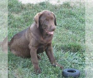 Labrador Retriever Puppy for sale in CLEARVILLE, PA, USA