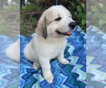 Small #5 Great Pyrenees