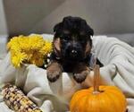 Puppy White Collar German Shepherd Dog