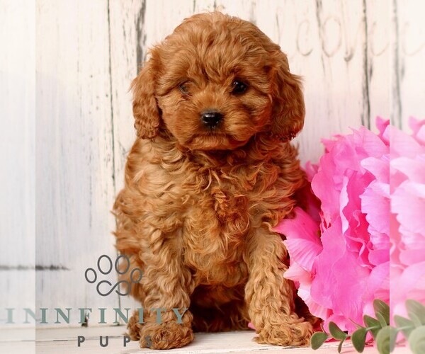 Medium Photo #1 Cavapoo (Miniature) Puppy For Sale in NEW HOLLAND, PA, USA