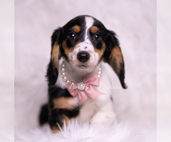 Medium Photo #96 Dachshund Puppy For Sale in WARSAW, IN, USA